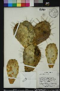 Opuntia humifusa image