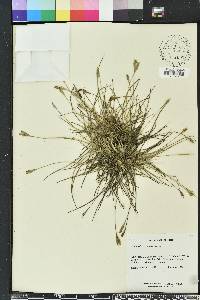 Tillandsia recurvata image