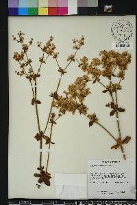 Eriogonum tomentosum image