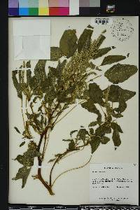 Amaranthus spinosus image