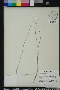 Polygala setacea image