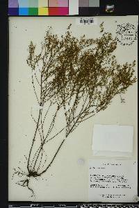 Lechea sessiliflora image