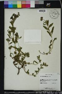 Heliotropium amplexicaule image