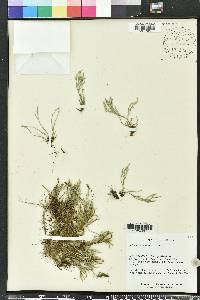 Selaginella arenicola image