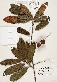 Macadamia integrifolia image