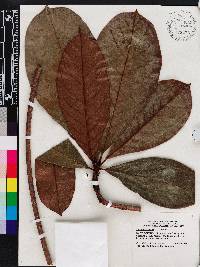 Terminalia kaernbachii image