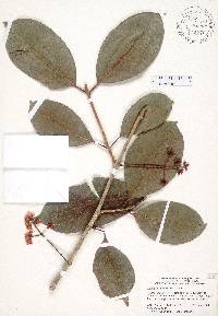 Syzygium cumini image