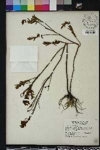 Hypericum cistifolium image