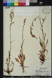 Rumex hastatulus image