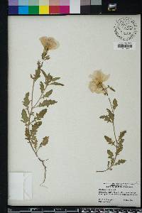 Oenothera speciosa image