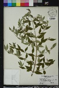 Pycnanthemum albescens image