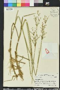 Juncus nodatus image