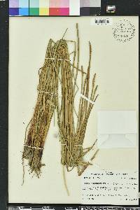 Eleocharis quadrangulata image