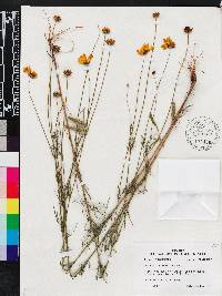 Coreopsis grandiflora image