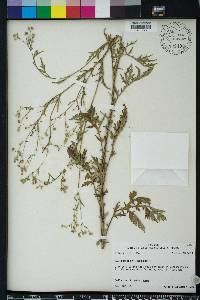 Parthenium hysterophorus image