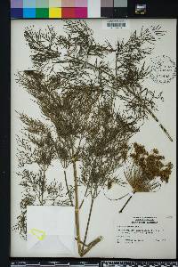 Anethum graveolens image