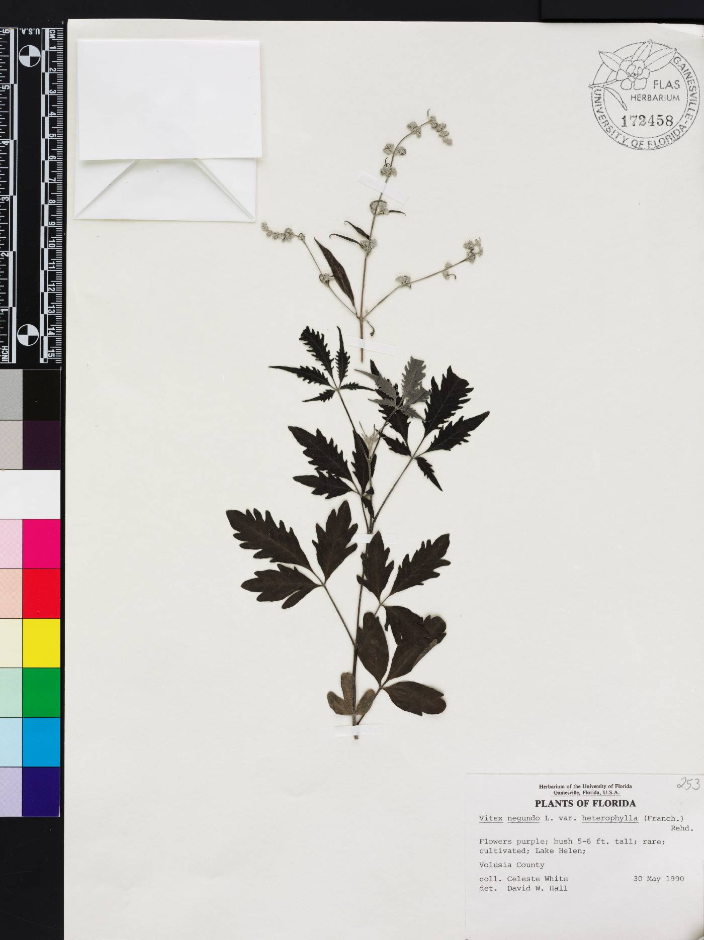 Vitex negundo var. heterophylla image