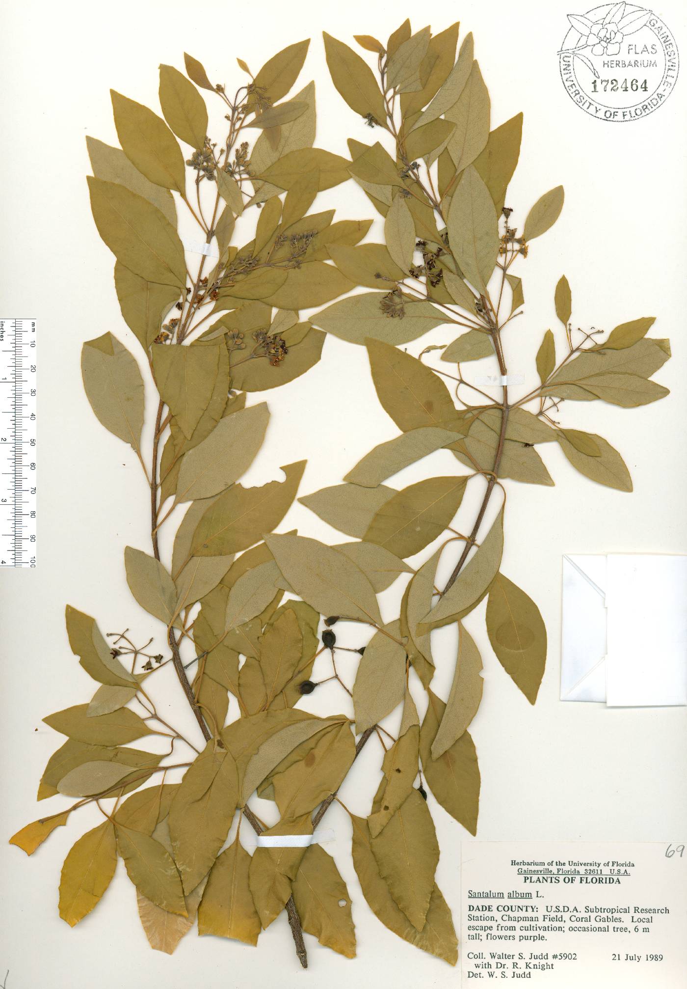 Santalum album image