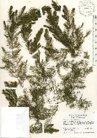 Ceratophyllum demersum image