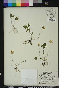 Viola septemloba image