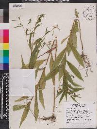 Ludwigia decurrens image