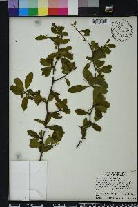 Sideroxylon reclinatum subsp. reclinatum image