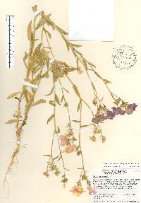 Phlox drummondii image