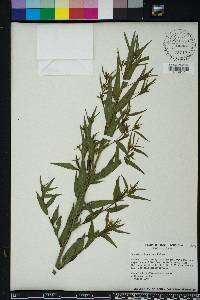 Ludwigia decurrens image