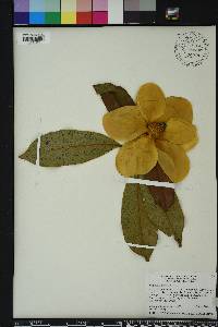 Magnolia grandiflora image