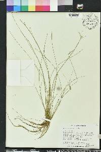 Eleocharis microcarpa image