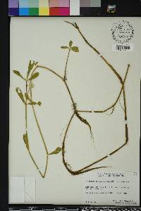 Alternanthera philoxeroides image