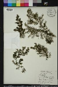 Ceratophyllum demersum image