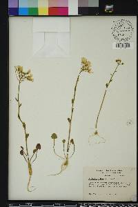 Cardamine bulbosa image