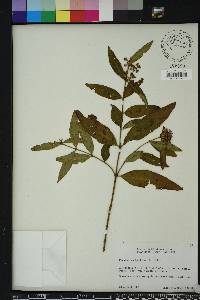 Decodon verticillatus image