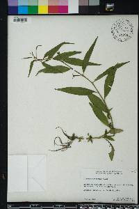 Ludwigia decurrens image