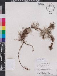 Myriophyllum heterophyllum image