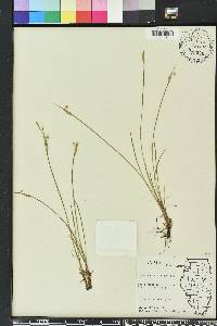 Sisyrinchium xerophyllum image