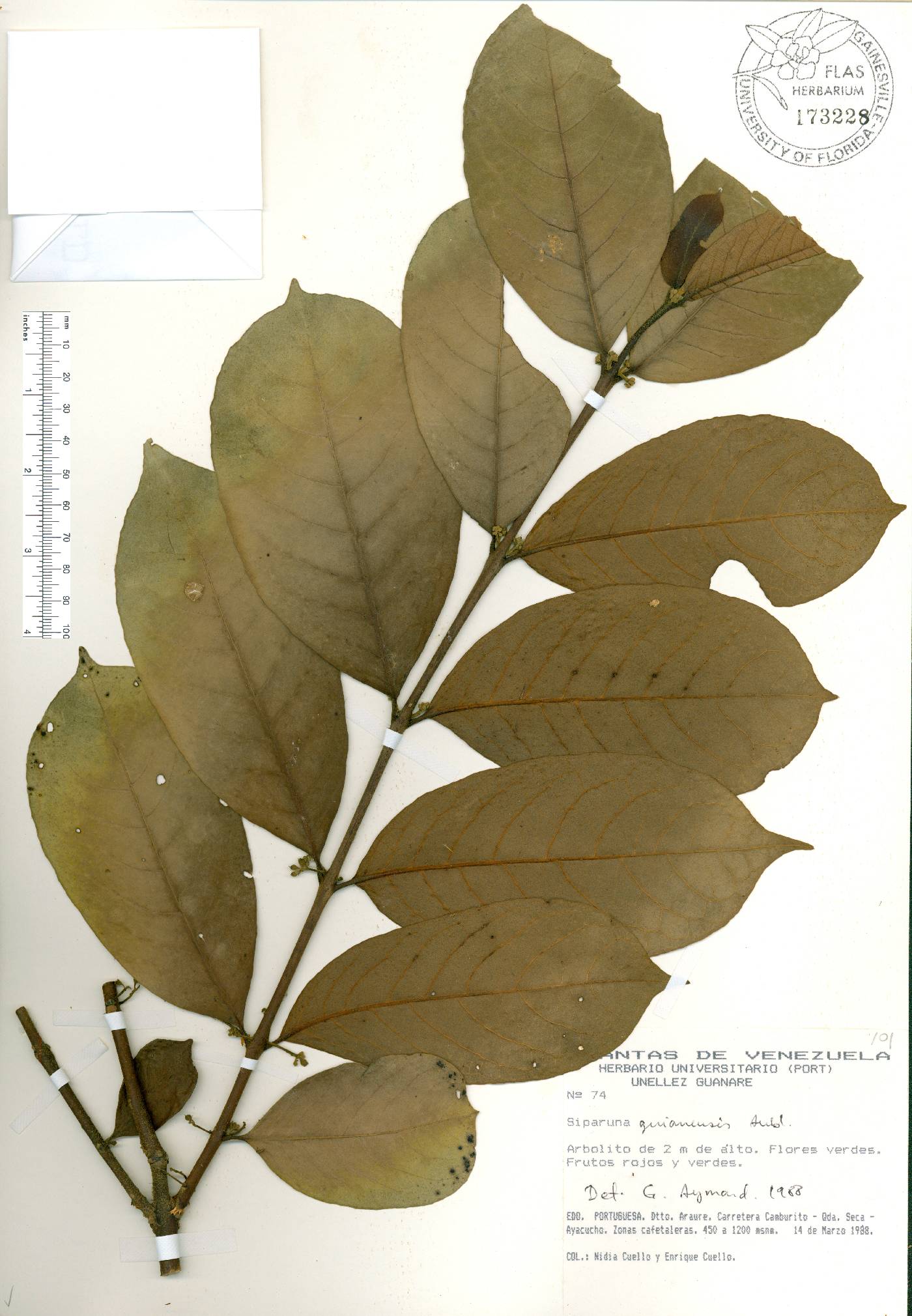 Siparuna guianensis image