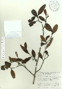 Humiria balsamifera image