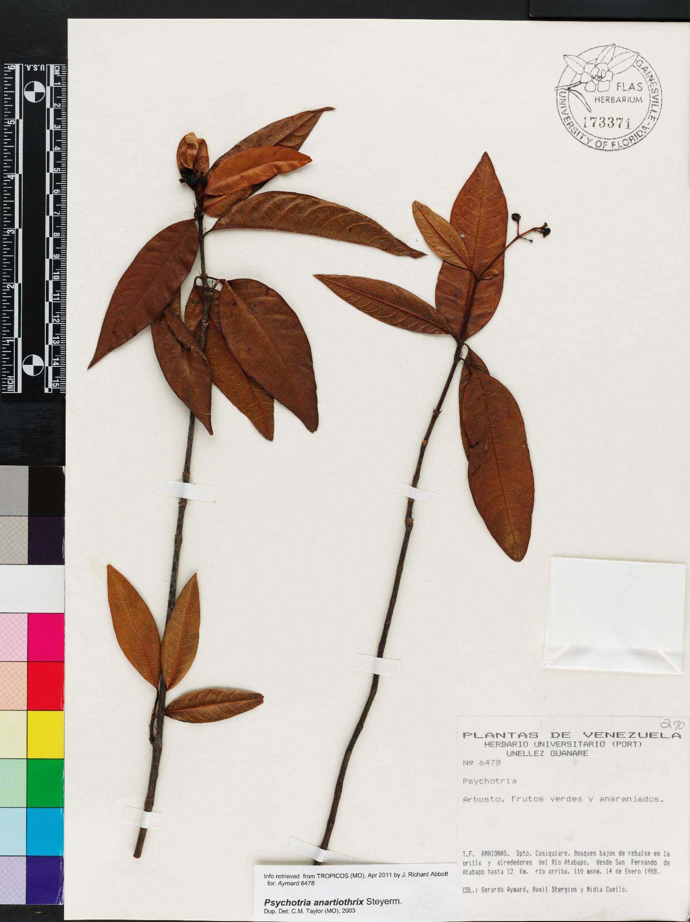 Psychotria anartiothrix image