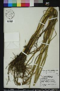 Paspalum urvillei image