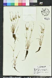 Cyperus compressus image