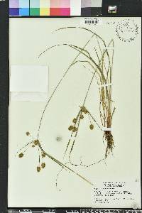 Cyperus retrorsus image