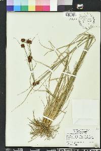 Rhynchospora cephalantha image