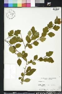 Crataegus viridis image