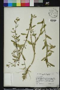 Sida rhombifolia image