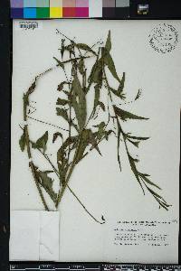 Ludwigia decurrens image