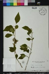 Forestiera acuminata image