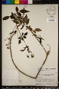 Bidens alba image