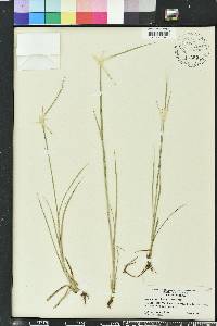 Rhynchospora colorata image